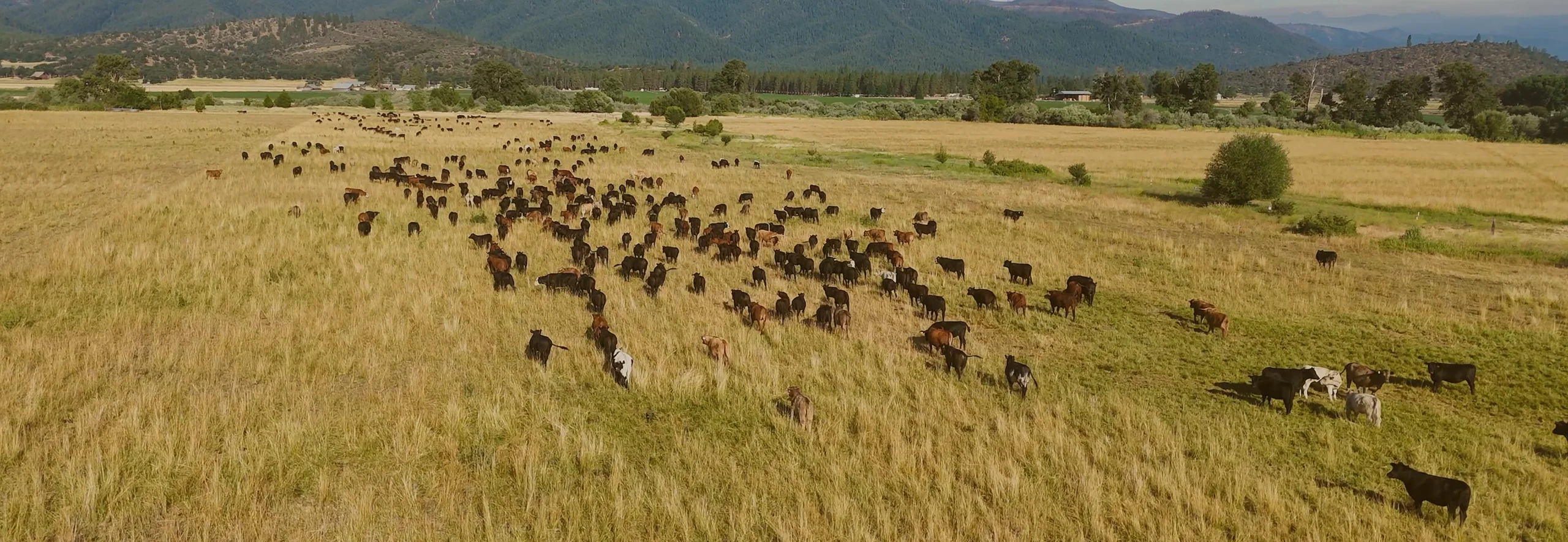 Pure Grass-Fed Organic Excellence